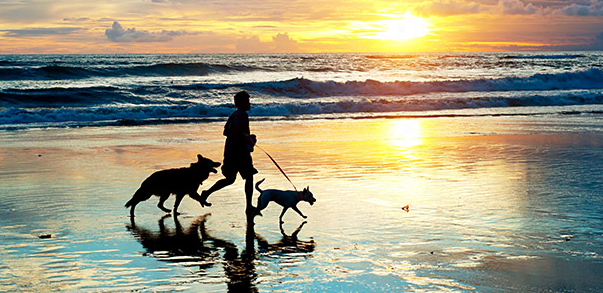 North Myrtle Beach Vacation Rentals Oceanfront Pet Friendly