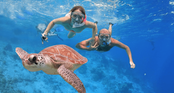 Shell Island Snorkelling and Dolphin Tours